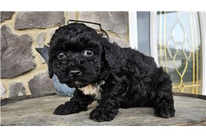Mandy - Poodle, Miniature for sale