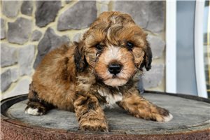 Marco - Poodle, Miniature for sale