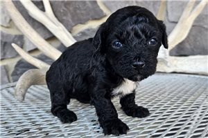 Mandy - puppy for sale