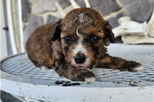 Marco - Poodle, Miniature for sale