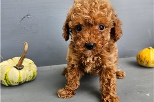 Herbert - Toy Poodle for sale
