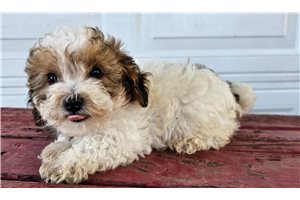 Isaiah - Toy Poodle for sale