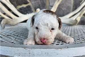 Manson - puppy for sale