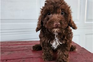 Isabella - Toy Poodle for sale