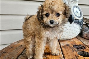 Francine - Poodle, Toy for sale