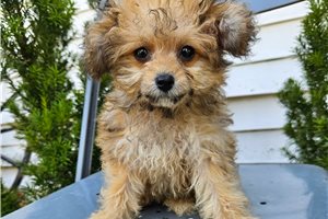 Francine - Poodle, Toy for sale