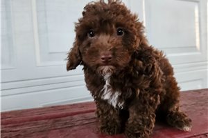Isabella - Toy Poodle for sale
