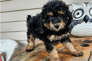 Ferdinand - Poodle, Toy for sale