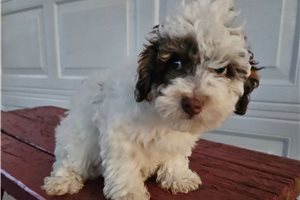 Iago - Toy Poodle for sale