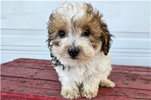 Isaiah - puppy for sale