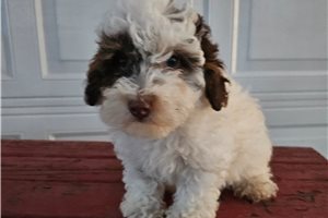 Iago - puppy for sale