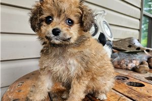 Francine - Poodle, Toy for sale
