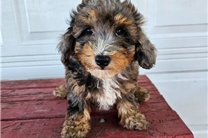 Irene - puppy for sale