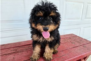 Ferdinand - Toy Poodle for sale