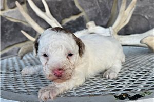 Manson - Poodle, Miniature for sale