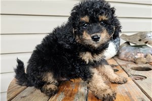 Ferdinand - puppy for sale