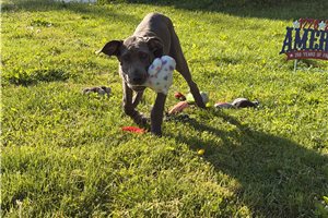 Allie - Great Dane for sale