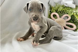 Amber - Great Dane for sale