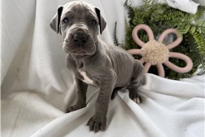 Arnold - puppy for sale