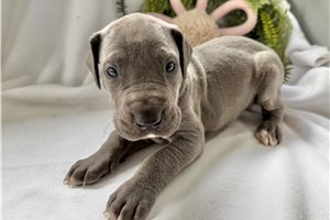 Apollo - puppy for sale