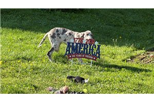 Amelia - Great Dane for sale
