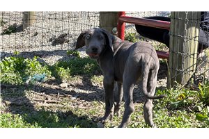 Amber - Great Dane for sale