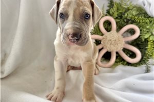 Augustus - Great Dane for sale