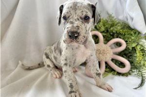 Amelia - puppy for sale