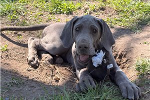 Apollo - Great Dane for sale