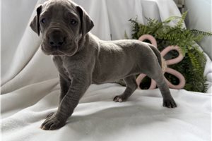Apple - puppy for sale
