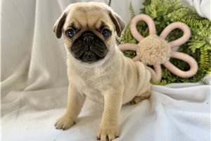 Bronson - Pug for sale