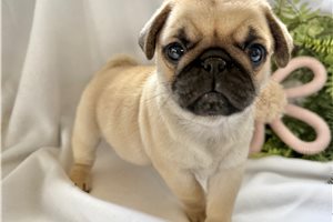 Carly - Pug for sale