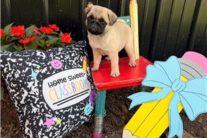 Chickpea - Pug for sale