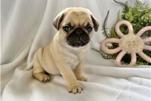 Chet - Pug for sale