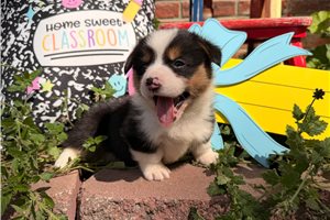 Mutt - puppy for sale