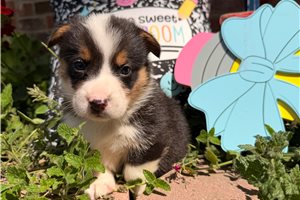 Meatball - puppy for sale