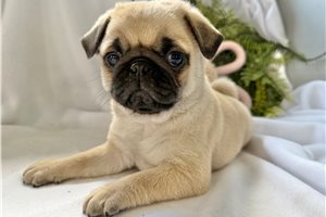 Beth - Pug for sale