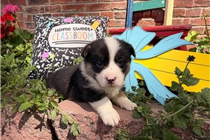Marrett - Corgi, Pembroke Welsh for sale