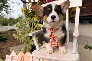 Mutt - Pembroke Welsh Corgi for sale