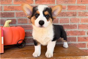 Mack - Pembroke Welsh Corgi for sale