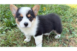 Mack - Pembroke Welsh Corgi for sale