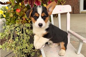 Marrett - puppy for sale