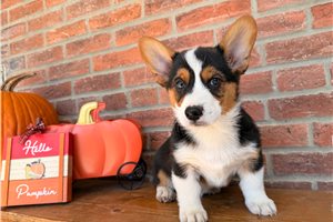 Meatball - Pembroke Welsh Corgi for sale