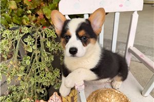 Mack - puppy for sale