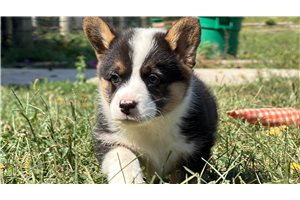 Mutt - Pembroke Welsh Corgi for sale