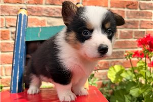 Mack - puppy for sale