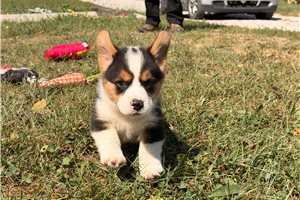 Marrett - Pembroke Welsh Corgi for sale