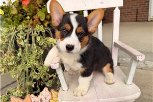 Meatball - puppy for sale