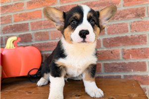 Marrett - Pembroke Welsh Corgi for sale