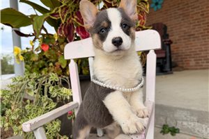 Countess - Pembroke Welsh Corgi for sale